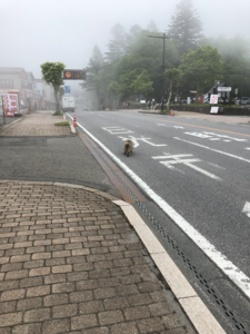 0528中禅寺湖猿.png