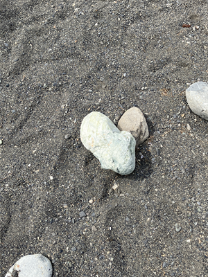田子の浦の堆積物.png
