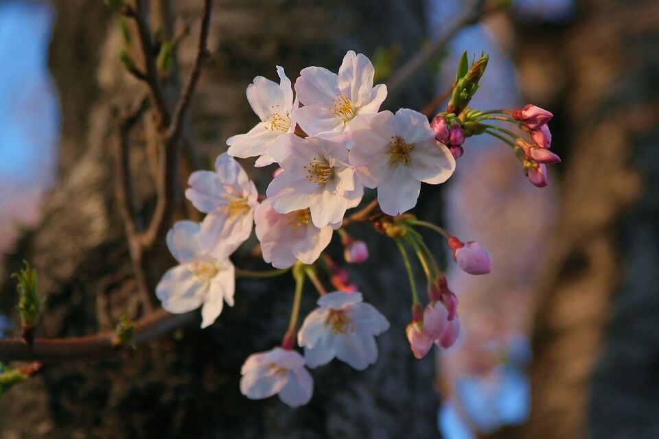 yoshino-cherry-tree-1706094_960_720.jpg