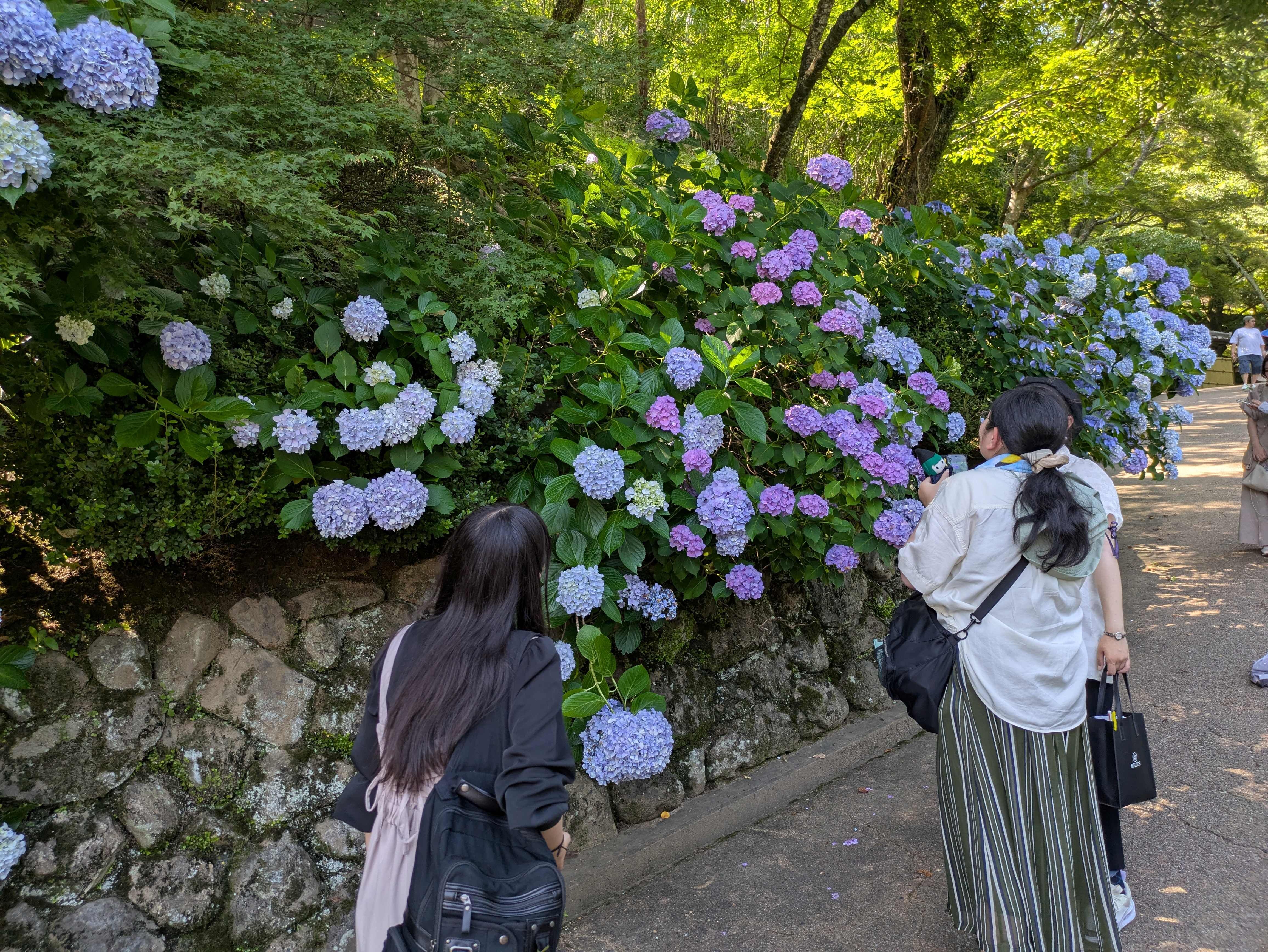 長谷寺あじさい.jpg