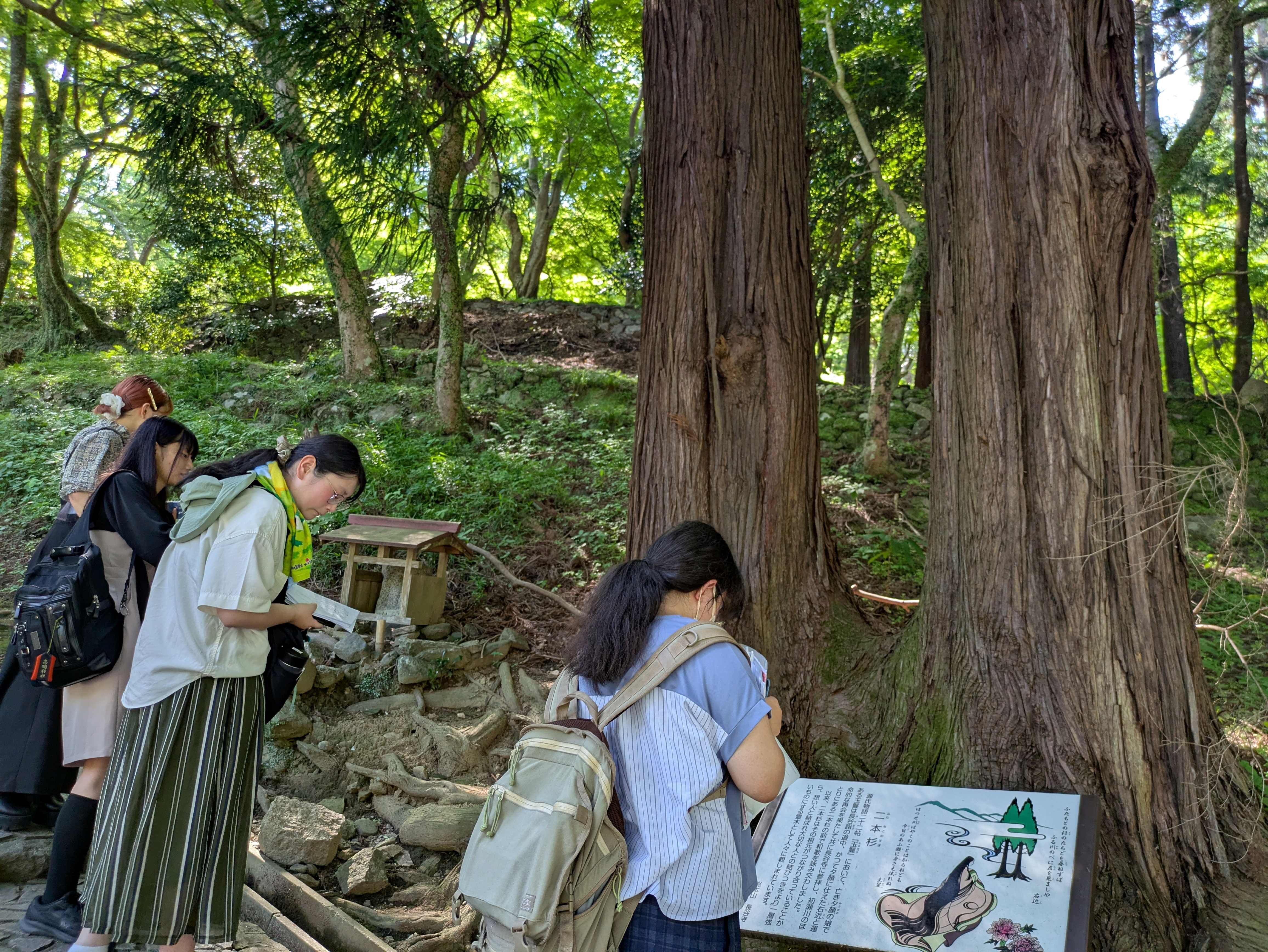 二本の杉.jpg